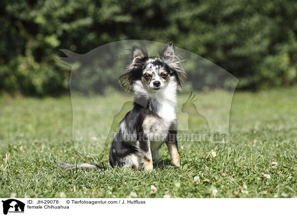 Chihuahua Hndin / female Chihuahua / JH-29078