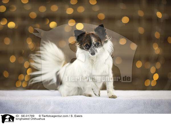 longhaired Chihuahua / SE-01789