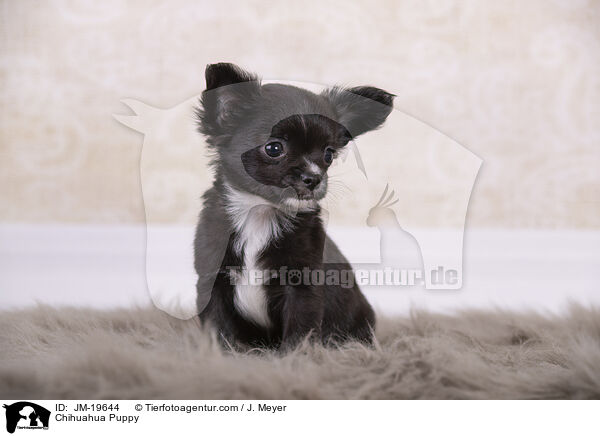 Chihuahua Welpe / Chihuahua Puppy / JM-19644