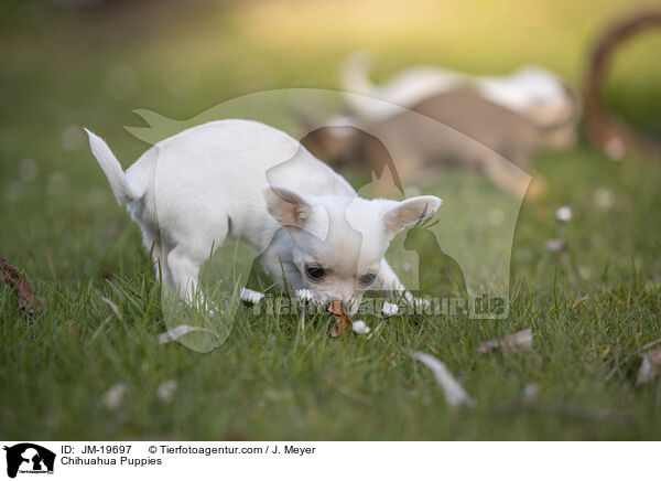 Chihuahua Welpen / Chihuahua Puppies / JM-19697