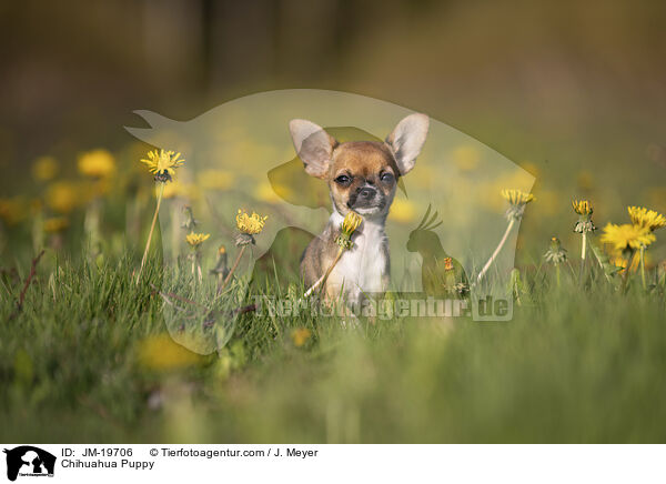 Chihuahua Welpe / Chihuahua Puppy / JM-19706