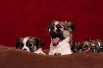 Chihuahua puppies