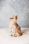 sitting longhaired Chihuahua