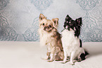 2 longhaired Chihuahuas