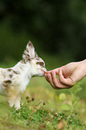 Chihuahua Puppy