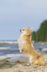 Chihuahua stands on hind legs