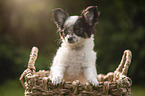 Chihuahua  Puppy in the basket