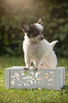 Chihuahua puppy in wooden box