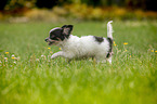 Chihuahua puppy runs over meadow