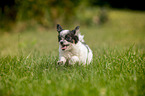 Chihuahua puppy runs over meadow