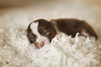 lying Chihuahua puppy