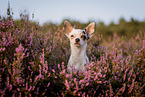 Chihuahua portrait