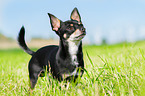 standing Chihuahua