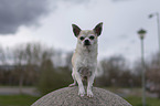 Chihuahua