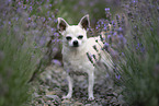 old male Chihuahua