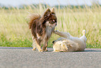 longhaired Chihuahuas