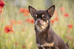 young Chihuahua