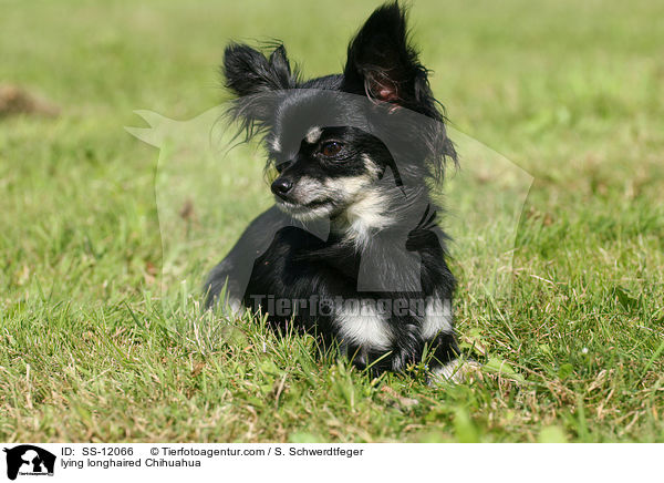 lying longhaired Chihuahua / SS-12066