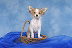 Chihuahua puppy in basket