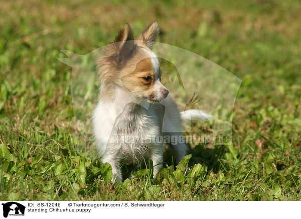 standing Chihuahua puppy / SS-12046