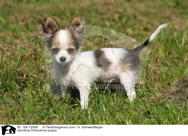 standing Chihuahua puppy / SS-12048