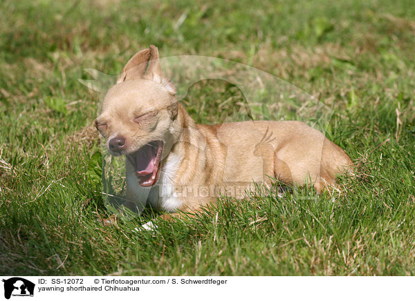 ghnender Chihuahua / yawning shorthaired Chihuahua / SS-12072