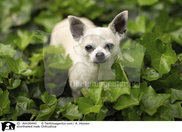 Kurzhaarchihuahua Rde / shorthaired male Chihuahua / AH-06440