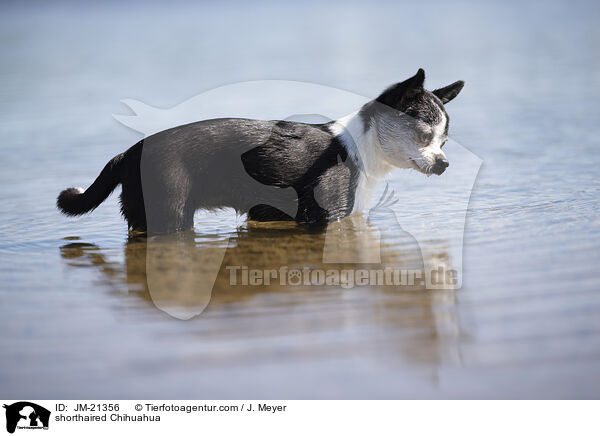 Kurzhaarchihuahua / shorthaired Chihuahua / JM-21356