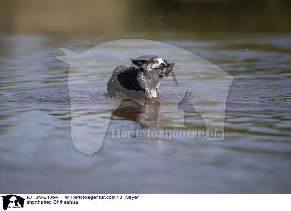 Kurzhaarchihuahua / shorthaired Chihuahua / JM-21364