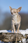 shorthaired Chihuahua