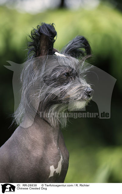 Chinesischer Schopfhund / Chinese Crested Dog / RR-28838