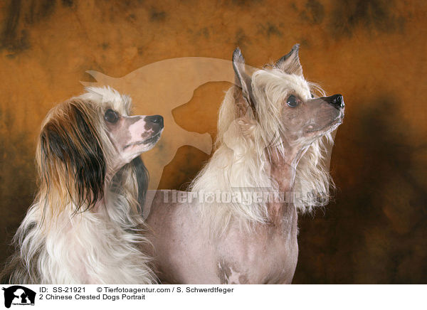 2 Chinese Crested Dogs Portrait / 2 Chinese Crested Dogs Portrait / SS-21921