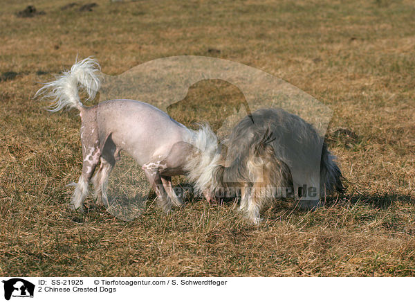 2 Chinese Crested Dogs / SS-21925