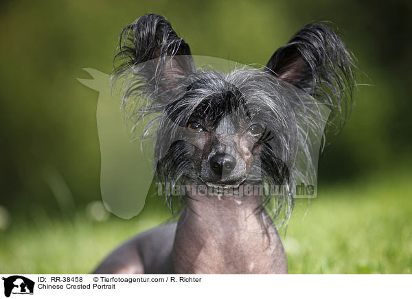 Chinesischer Schopfhund Portrait / Chinese Crested Portrait / RR-38458