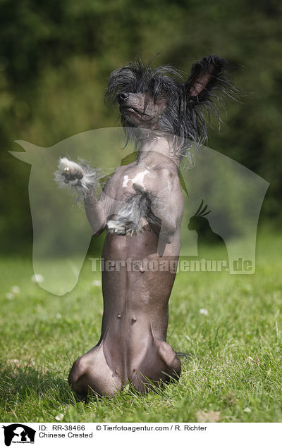 Chinesischer Schopfhund / Chinese Crested / RR-38466