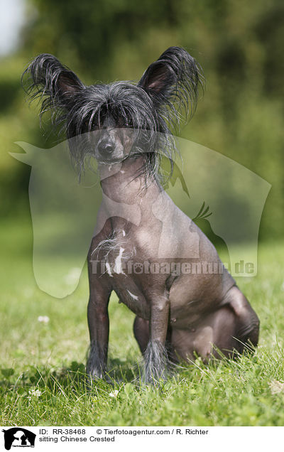 sitzender Chinesischer Schopfhund / sitting Chinese Crested / RR-38468