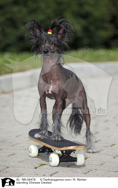 standing Chinese Crested / RR-38478