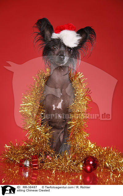 sitzender Chinesischer Schopfhund / sitting Chinese Crested / RR-38487