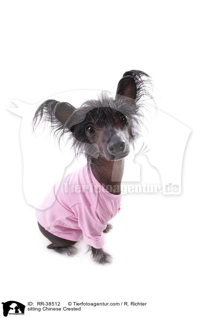 sitzender Chinesischer Schopfhund / sitting Chinese Crested / RR-38512