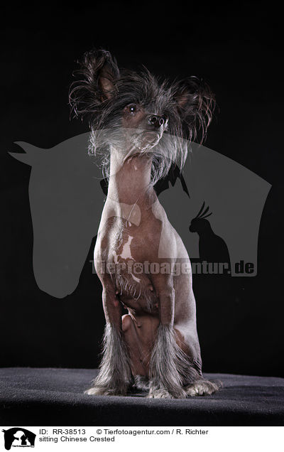 sitzender Chinesischer Schopfhund / sitting Chinese Crested / RR-38513