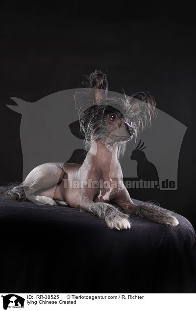 liegender Chinesischer Schopfhund / lying Chinese Crested / RR-38525