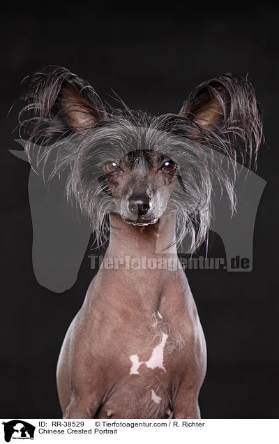 Chinesischer Schopfhund Portrait / Chinese Crested Portrait / RR-38529