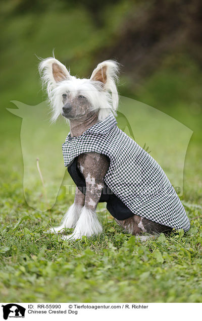 Chinesischer Schopfhund / Chinese Crested Dog / RR-55990