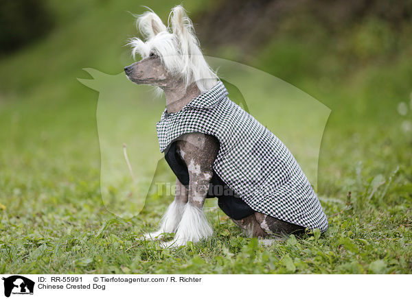 Chinesischer Schopfhund / Chinese Crested Dog / RR-55991