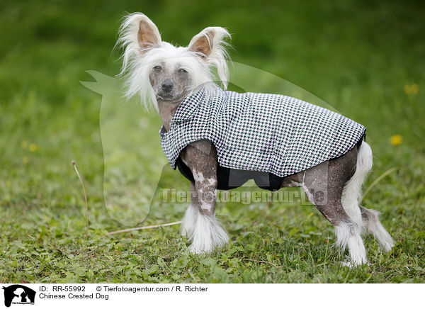 Chinesischer Schopfhund / Chinese Crested Dog / RR-55992