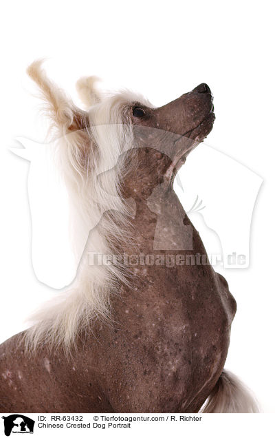Chinesischer Schopfhund Portrait / Chinese Crested Dog Portrait / RR-63432