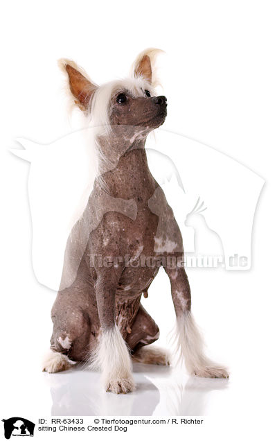 sitzender Chinesischer Schopfhund / sitting Chinese Crested Dog / RR-63433