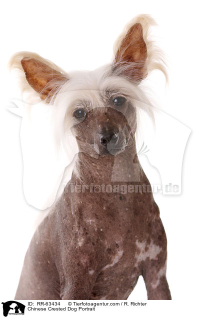 Chinesischer Schopfhund Portrait / Chinese Crested Dog Portrait / RR-63434