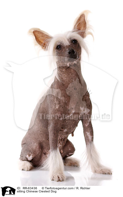 sitzender Chinesischer Schopfhund / sitting Chinese Crested Dog / RR-63436