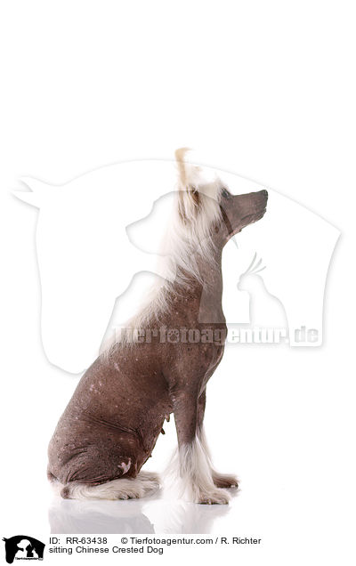 sitzender Chinesischer Schopfhund / sitting Chinese Crested Dog / RR-63438